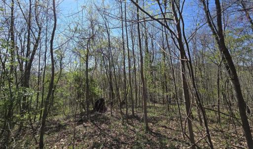 Photo #13 of S FT VALLEY RD, MADISON, VA 10.3 acres