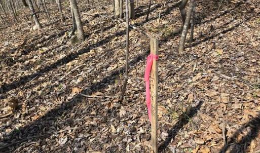 Photo #15 of S FT VALLEY RD, MADISON, VA 10.3 acres