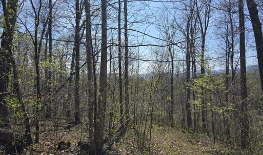 Photo #11 of S FT VALLEY RD, MADISON, VA 10.3 acres