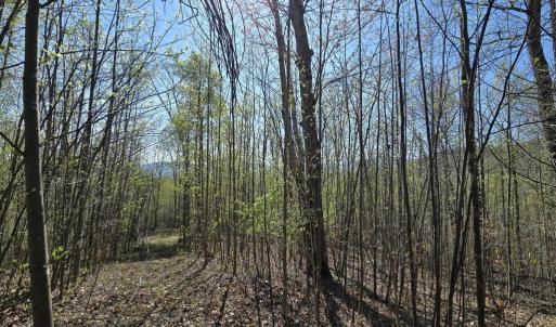 Photo #12 of S FT VALLEY RD, MADISON, VA 10.3 acres