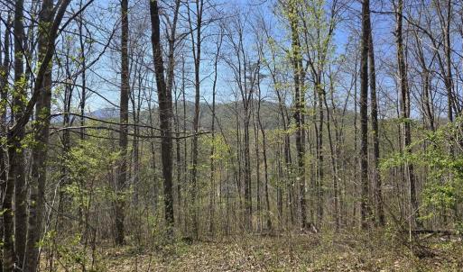 Photo #4 of S FT VALLEY RD, MADISON, VA 10.3 acres