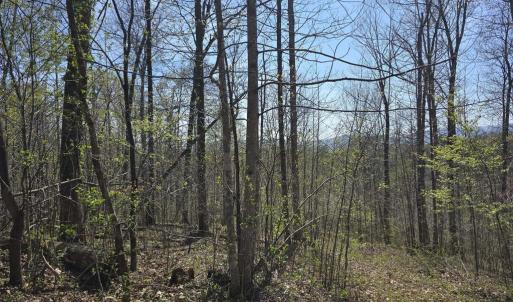 Photo #2 of S FT VALLEY RD, MADISON, VA 10.3 acres