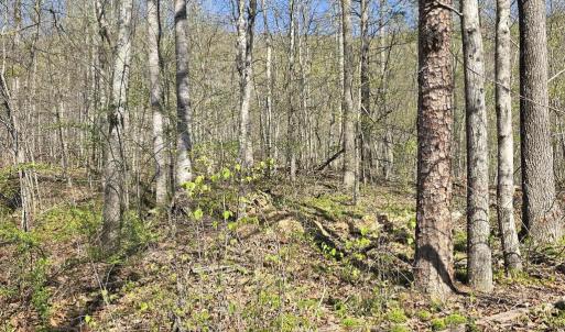 Photo #4 of S FT VALLEY RD, MADISON, VA 10.0 acres