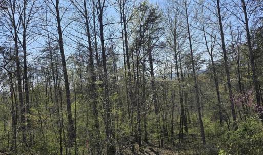 Photo #6 of S FT VALLEY RD, MADISON, VA 10.0 acres