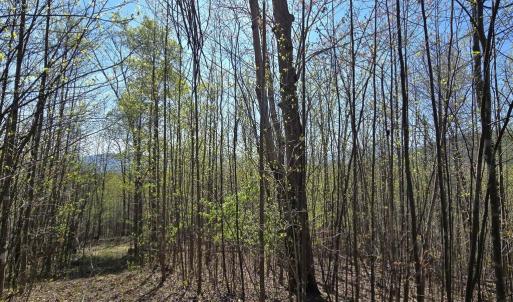 Photo #7 of S FT VALLEY RD, MADISON, VA 10.0 acres