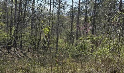 Photo #9 of S FT VALLEY RD, MADISON, VA 10.0 acres