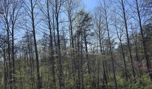 Photo #10 of S FT VALLEY RD, MADISON, VA 10.0 acres
