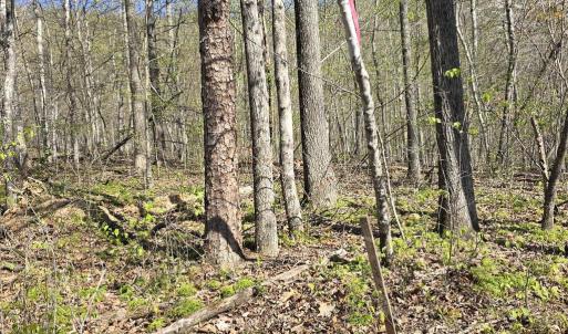 Photo #11 of S FT VALLEY RD, MADISON, VA 10.0 acres