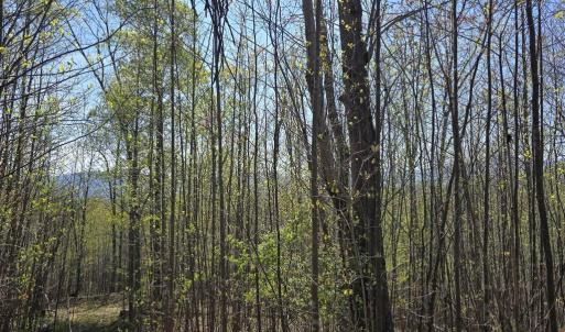 Photo #12 of S FT VALLEY RD, MADISON, VA 10.0 acres