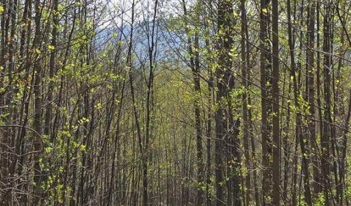 Photo #17 of S FT VALLEY RD, MADISON, VA 10.0 acres