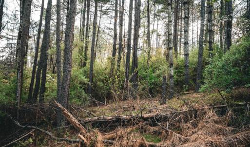 Photo #18 of RIDGEVIEW DRIVE, RUCKERSVILLE, VA 2.4 acres