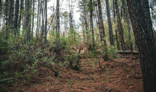 Photo #19 of RIDGEVIEW DRIVE, RUCKERSVILLE, VA 2.4 acres