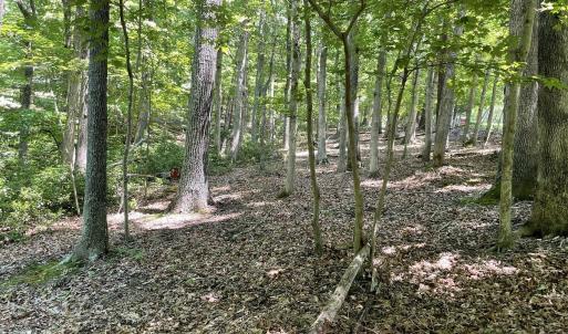 Cedar Bluff Ln.