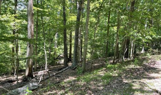 Cedar Bluff 2