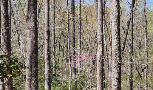 Photo #10 of BENT CREEK LN, BUMPASS, VA 28.0 acres