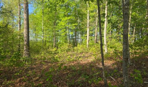 Photo #3 of FIREHOUSE DR, LOUISA, VA 17.3 acres