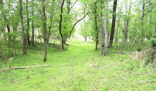 Photo #14 of HAZEL RIVER RD, RIXEYVILLE, VA 31.9 acres