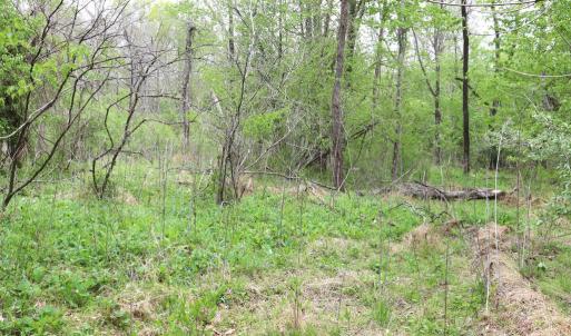 Photo #16 of HAZEL RIVER RD, RIXEYVILLE, VA 31.9 acres