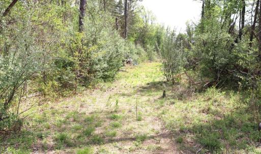 Photo #21 of HAZEL RIVER RD, RIXEYVILLE, VA 31.9 acres
