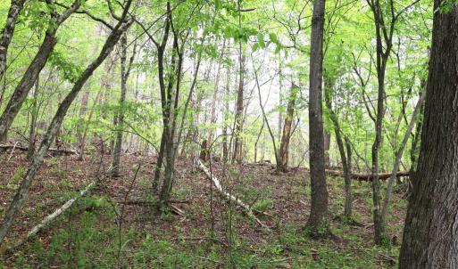 Photo #18 of HAZEL RIVER RD, RIXEYVILLE, VA 31.9 acres