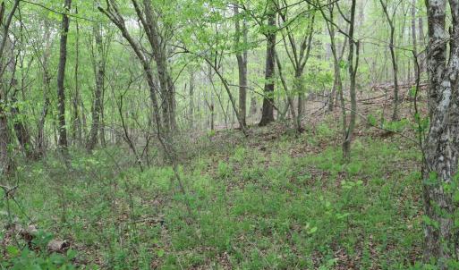 Photo #17 of HAZEL RIVER RD, RIXEYVILLE, VA 31.9 acres