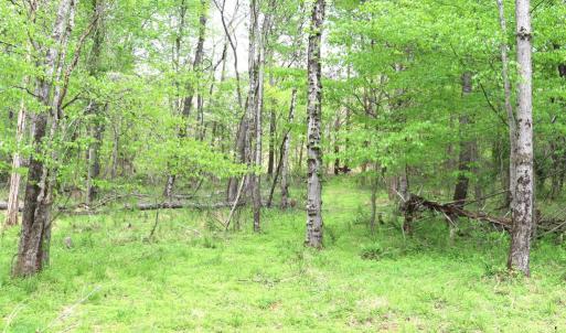 Photo #15 of HAZEL RIVER RD, RIXEYVILLE, VA 31.9 acres