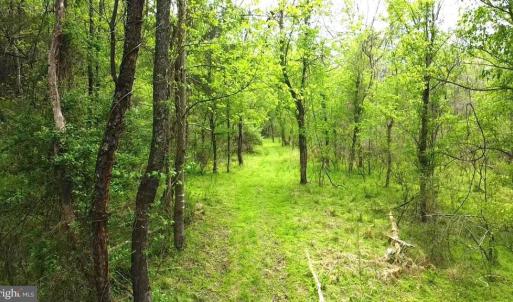 Photo #6 of HAZEL RIVER RD, RIXEYVILLE, VA 31.9 acres