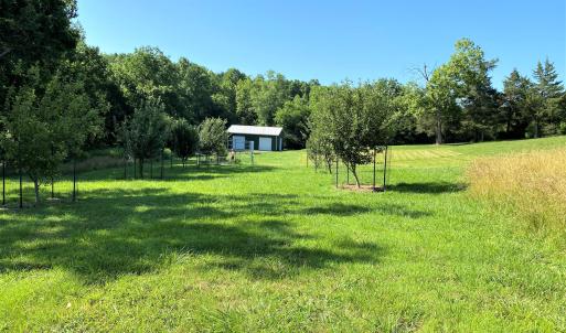 Apple Orchard