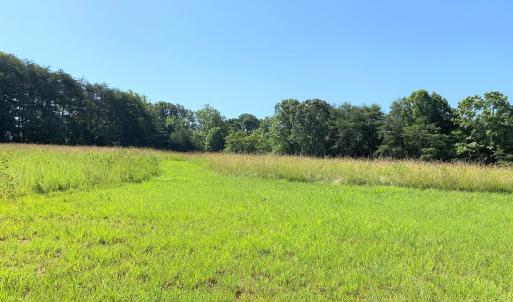 Open Field