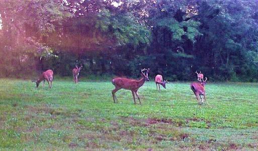 Wildlife