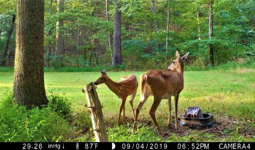 Wildlife