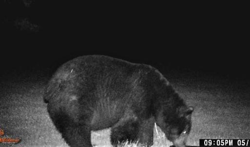 Wildlife