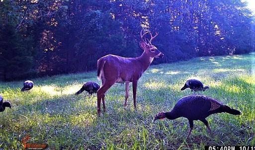Wildlife