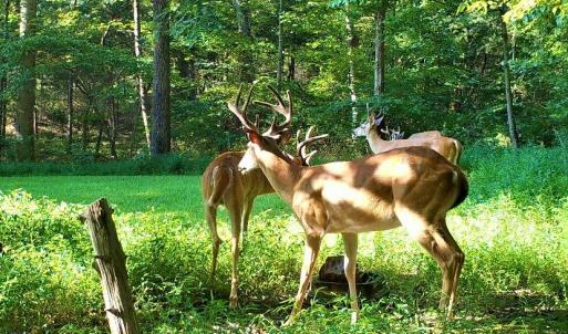 Wildlife
