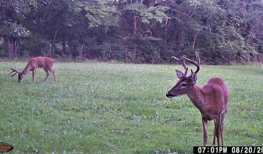 Wildlife