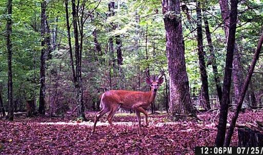 Wildlife