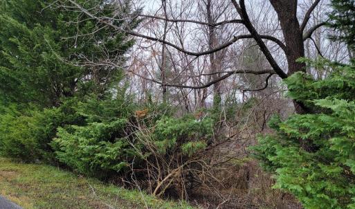 Wooded Lot