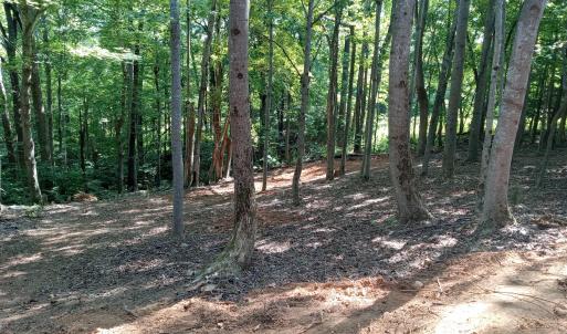 trees 1