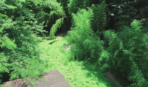 Creek Bed