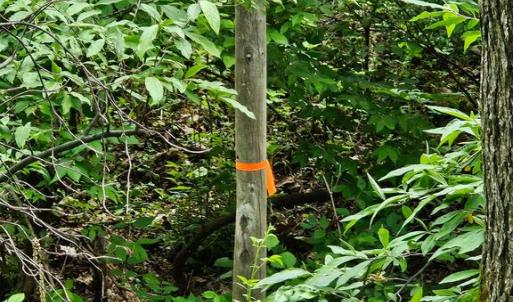 Photo #6 of BEYLORS FERRY, RILEYVILLE, VA 4.9 acres