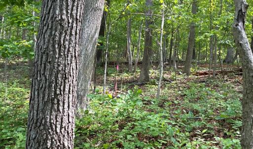 Photo #3 of BEYLORS FERRY, RILEYVILLE, VA 4.9 acres