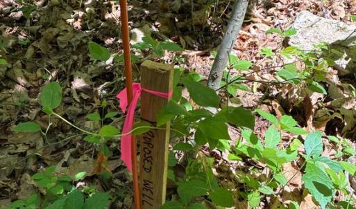 Photo #10 of BEYLORS FERRY, RILEYVILLE, VA 4.9 acres