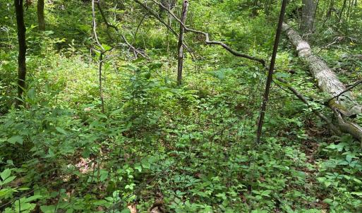 Photo #2 of BEYLORS FERRY, RILEYVILLE, VA 4.9 acres