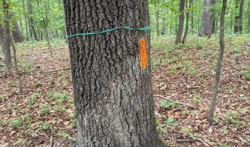 Photo #12 of BEYLORS FERRY, RILEYVILLE, VA 4.9 acres