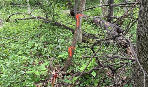 Photo #13 of BEYLORS FERRY, RILEYVILLE, VA 4.9 acres