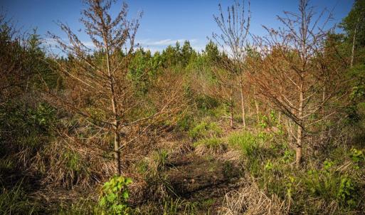 Photo #28 of HARTS MILL RD, MINERAL, VA 25.0 acres