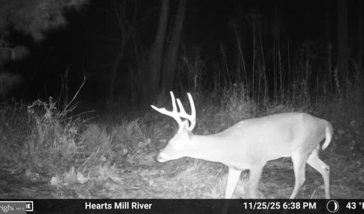 Photo #53 of HARTS MILL RD, MINERAL, VA 25.0 acres
