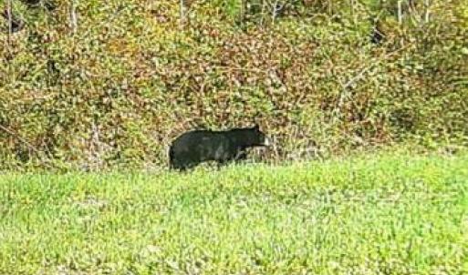 Photo #57 of HARTS MILL RD, MINERAL, VA 25.0 acres