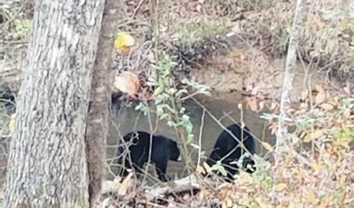 Photo #56 of HARTS MILL RD, MINERAL, VA 25.0 acres