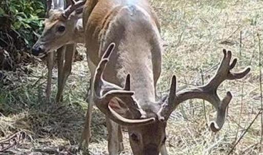 Photo #44 of HARTS MILL RD, MINERAL, VA 25.0 acres